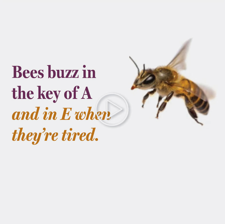 Vermont Honey - Bees buzz in the key of A