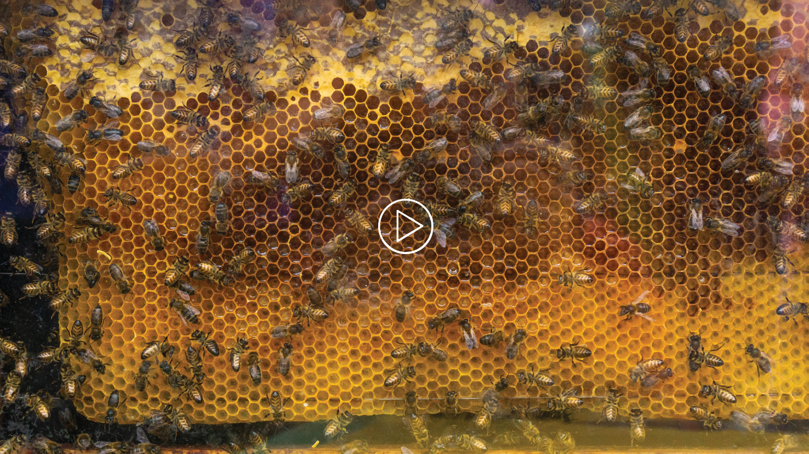 Vermont Honey Video One